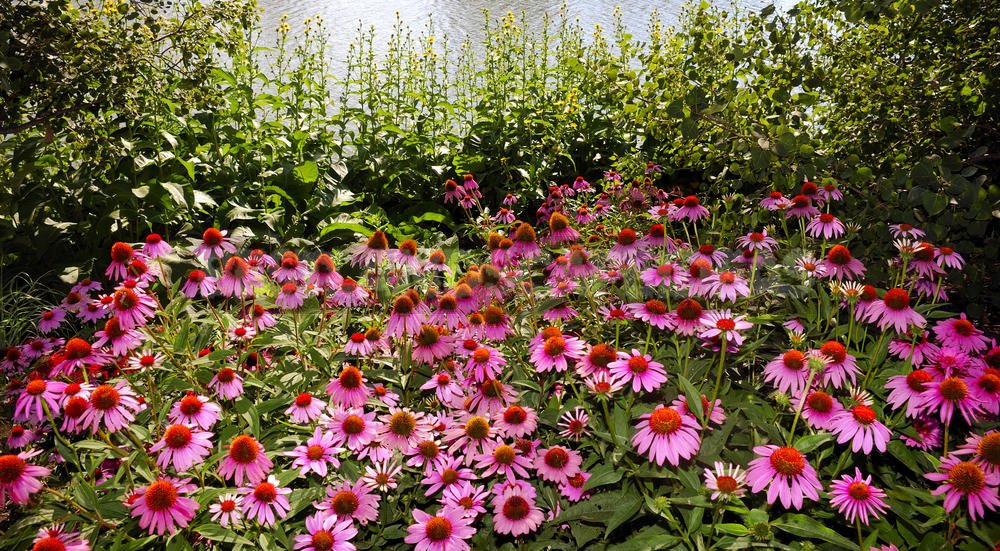 How To Plant And Care For Echinacea