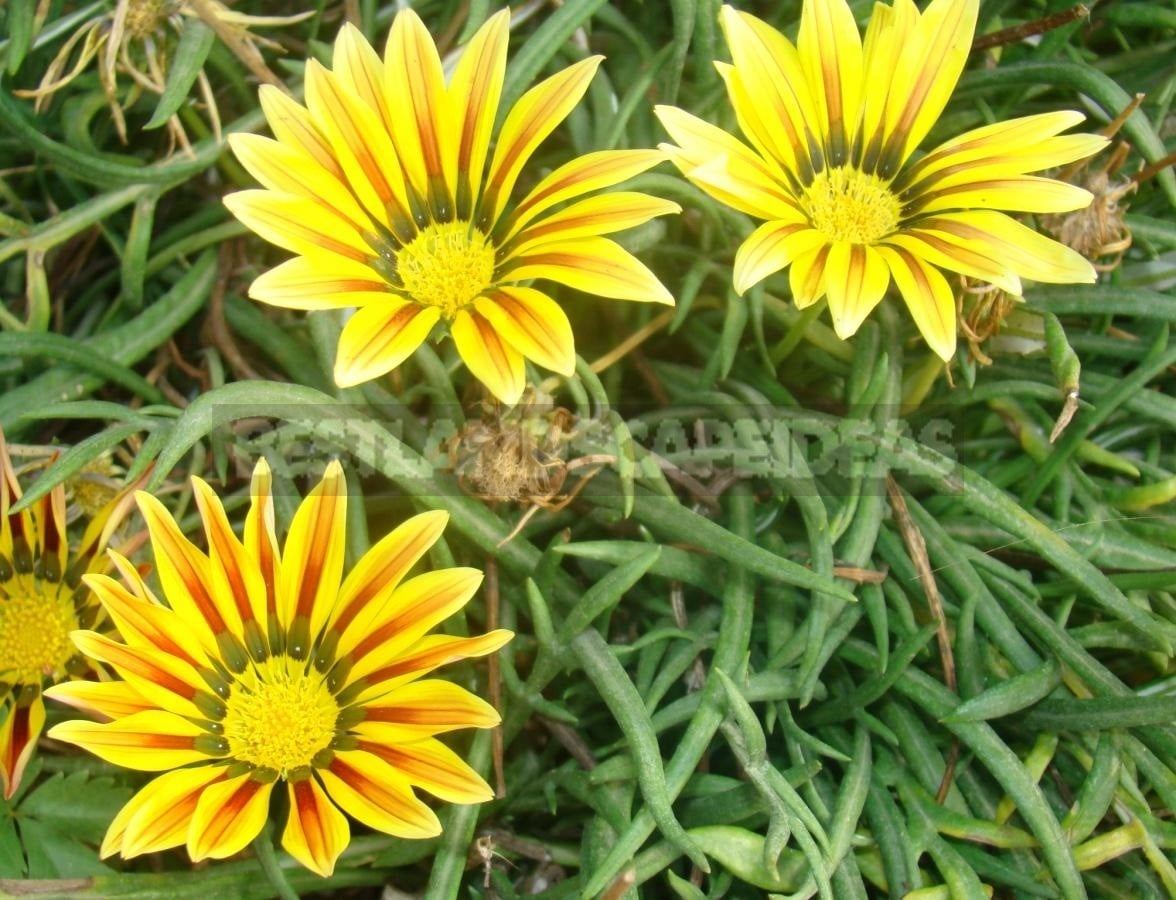 Long Flowering Gazania X Hybrida