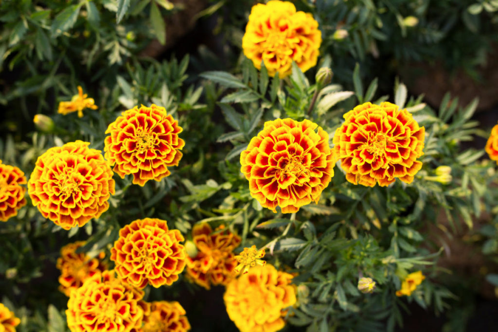 TOP 8 Popular Garden Flowers - Best Landscape Ideas