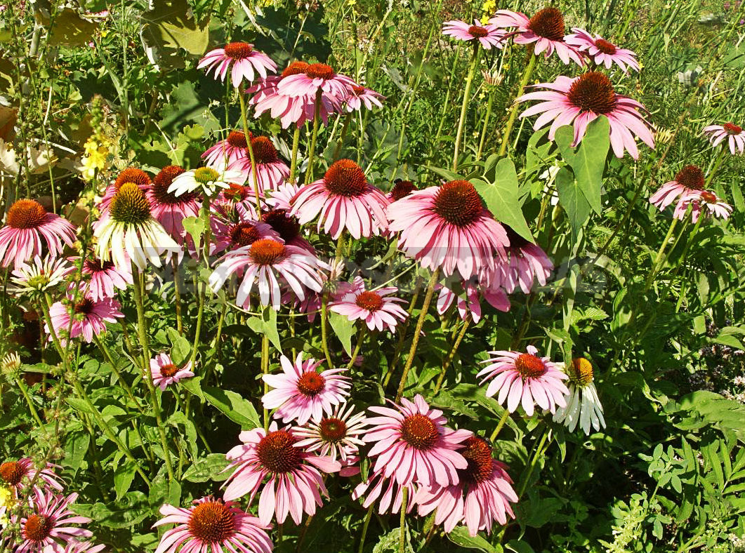 Echinacea Purpurea - Luxurious and Useful Plant