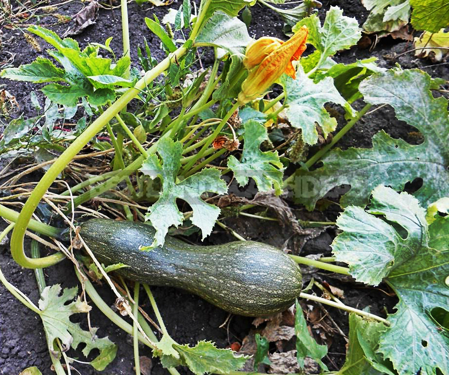 How To Plant And Care For Zucchini