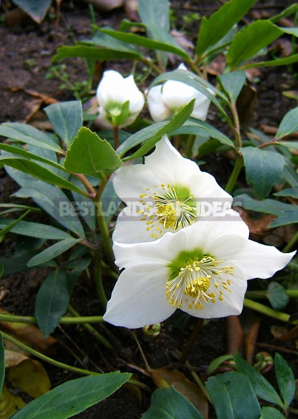The Healing Power of the Christmas Rose: The Medicinal Value of Black Hellebore