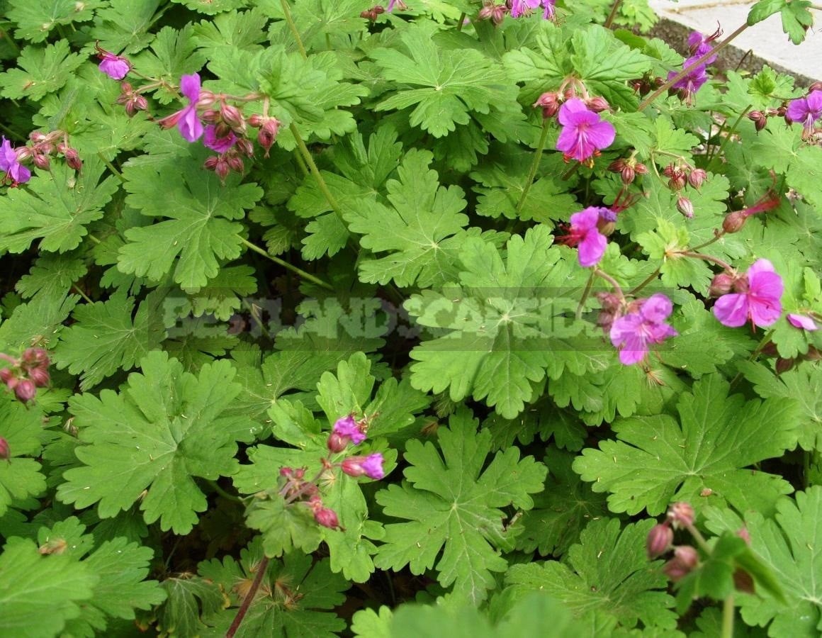 Geranium Macrorrhizum Will Help to Decorate Your Garden
