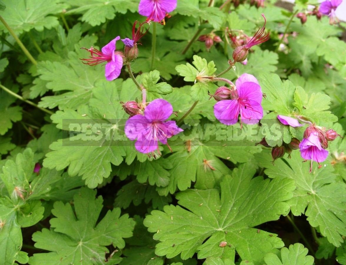 Flower Perennials for Shady Flower Garden