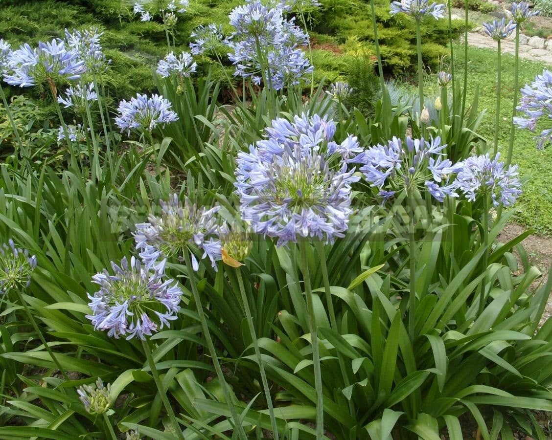 Agapanthus - Flower of Heavenly Purity