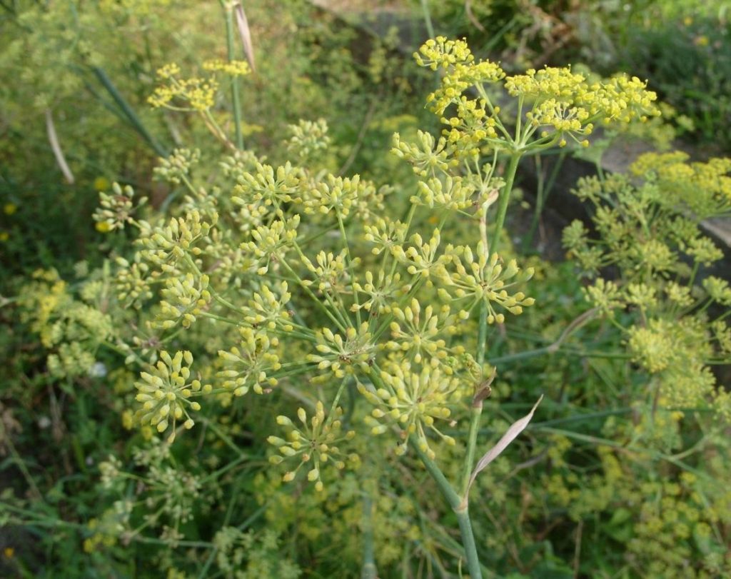 The Beneficial Properties of Fennel