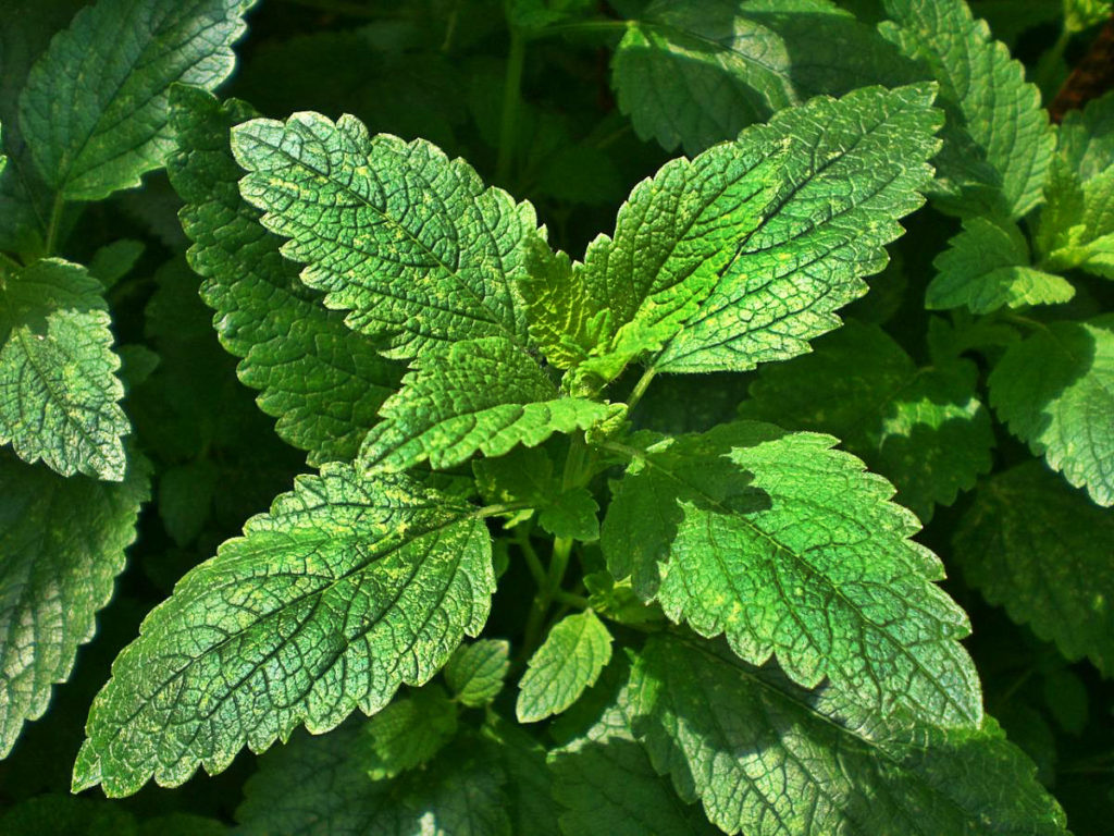 How To Plant And Care For Melissa Officinalis