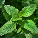 How To Plant And Care For Melissa Officinalis