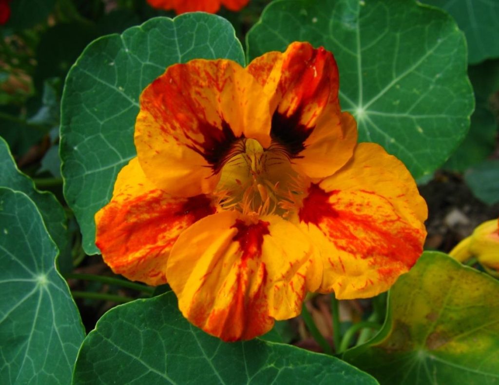 Nasturtium – Flower and Vegetable