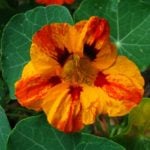 Nasturtium – Flower and Vegetable