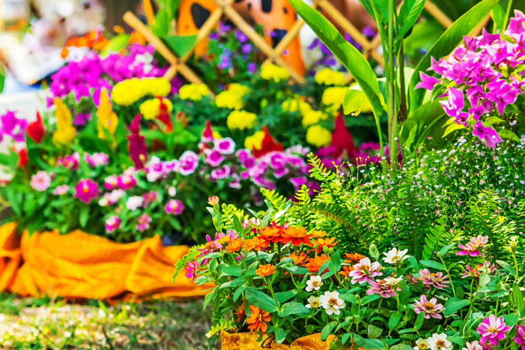 Flowers for Growing on Flower Beds