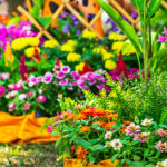 Flowers for Growing on Flower Beds