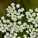Carum Carvi: Botanical Reference