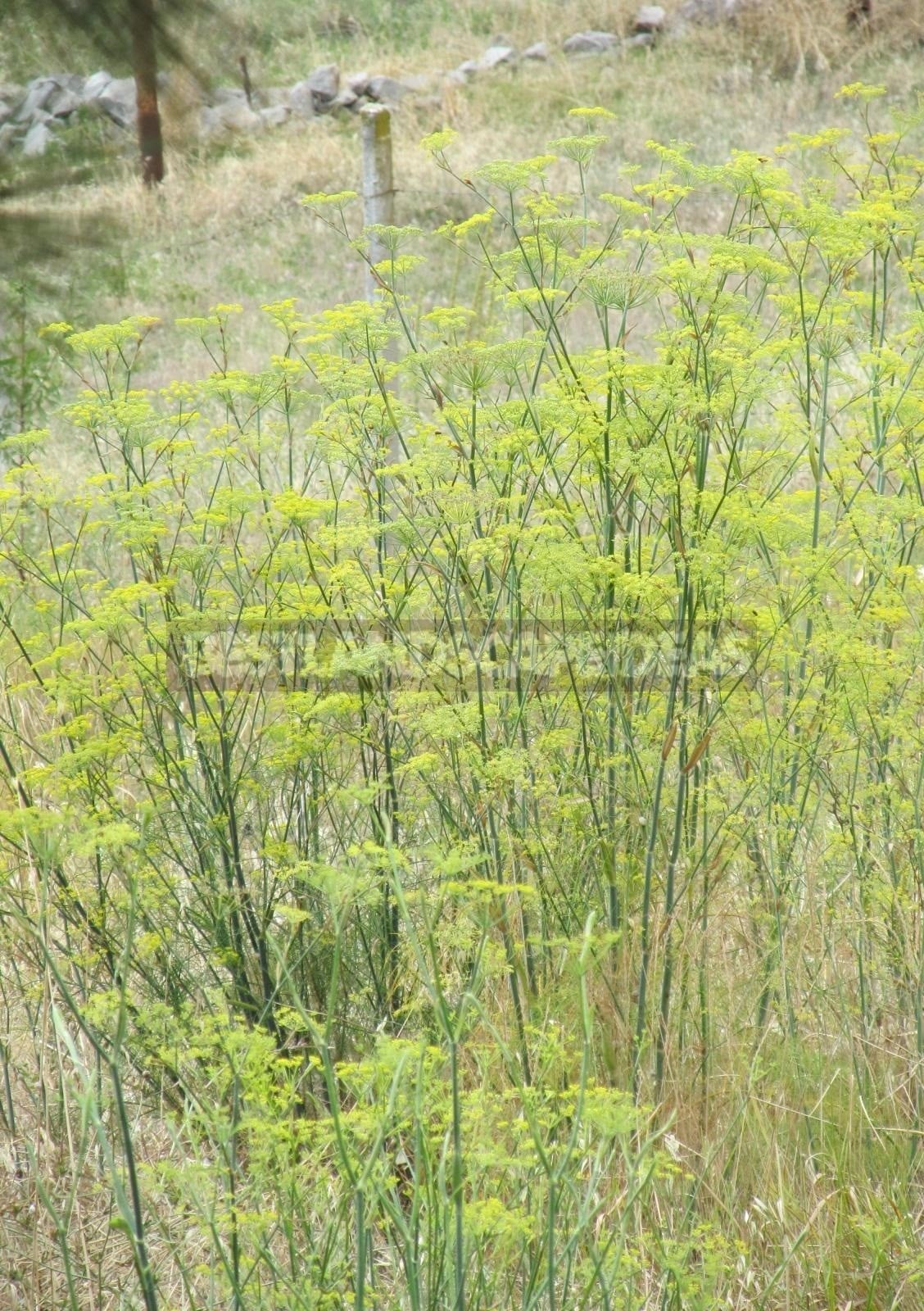 The Beneficial Properties of Fennel