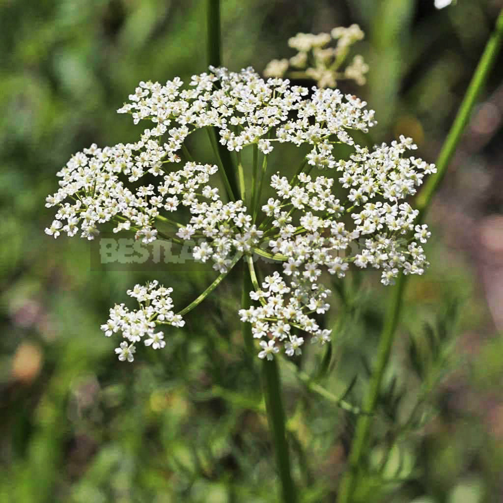 Carum Carvi: Botanical Reference