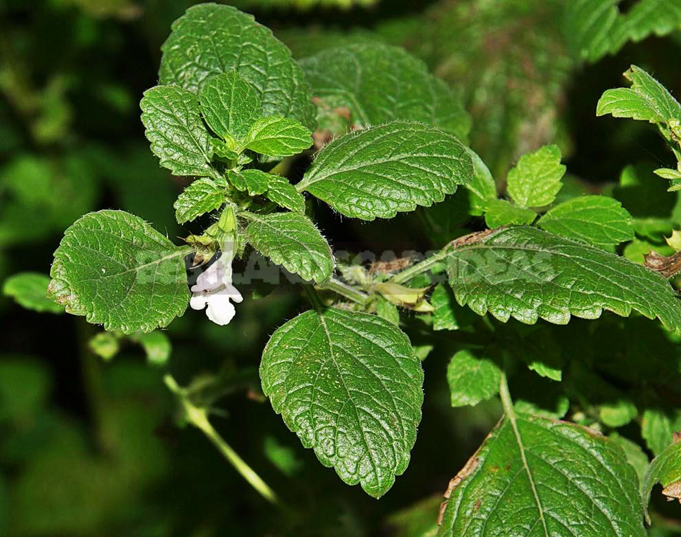 How To Plant And Care For Melissa Officinalis