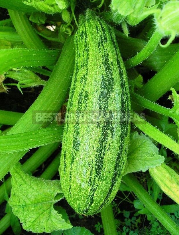 Variety of Zucchini