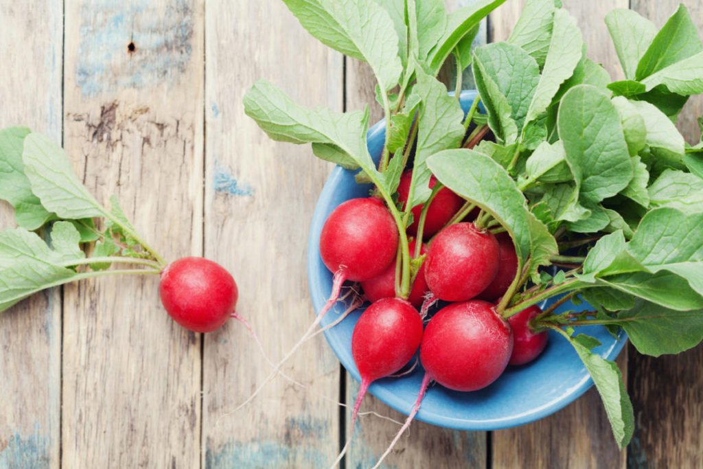 How To Plant And Care For Radishes Best Landscape Ideas