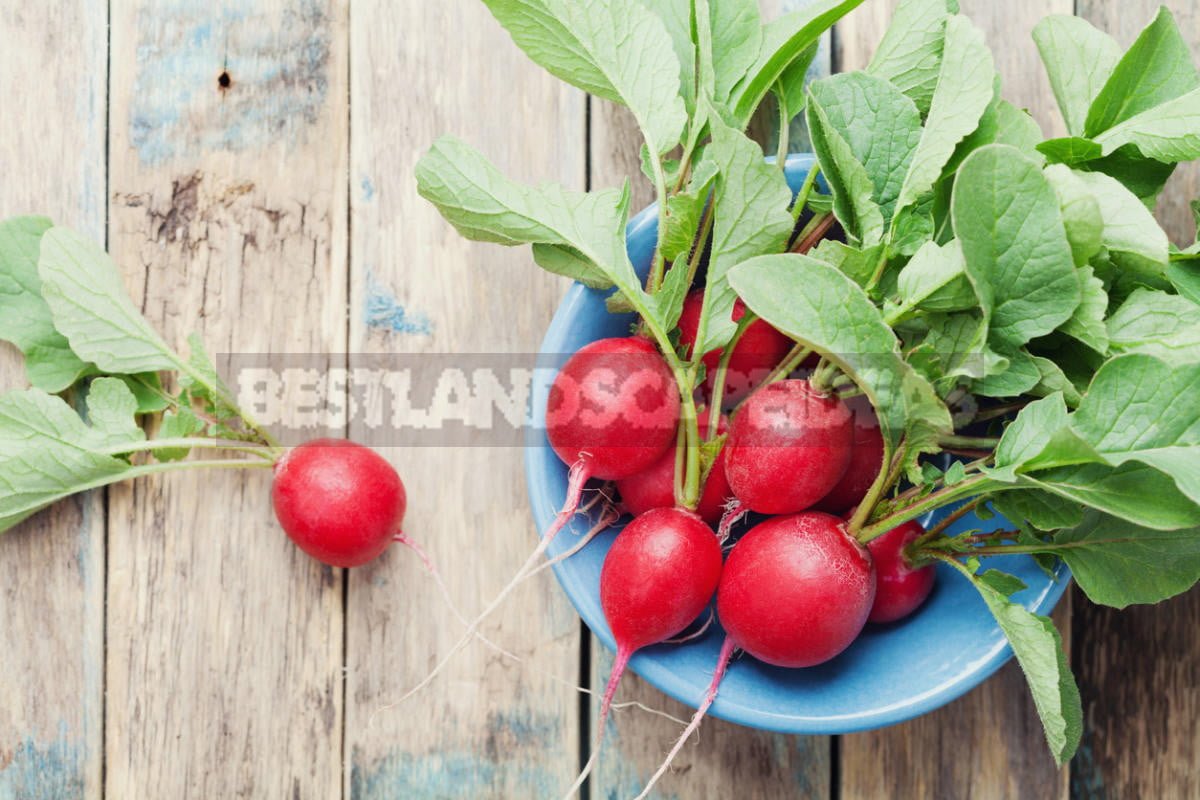 How To Plant And Care For Radishes