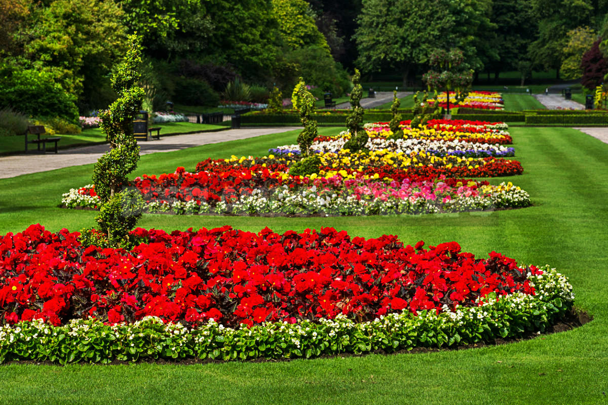 Flowers for Growing on Flower Beds