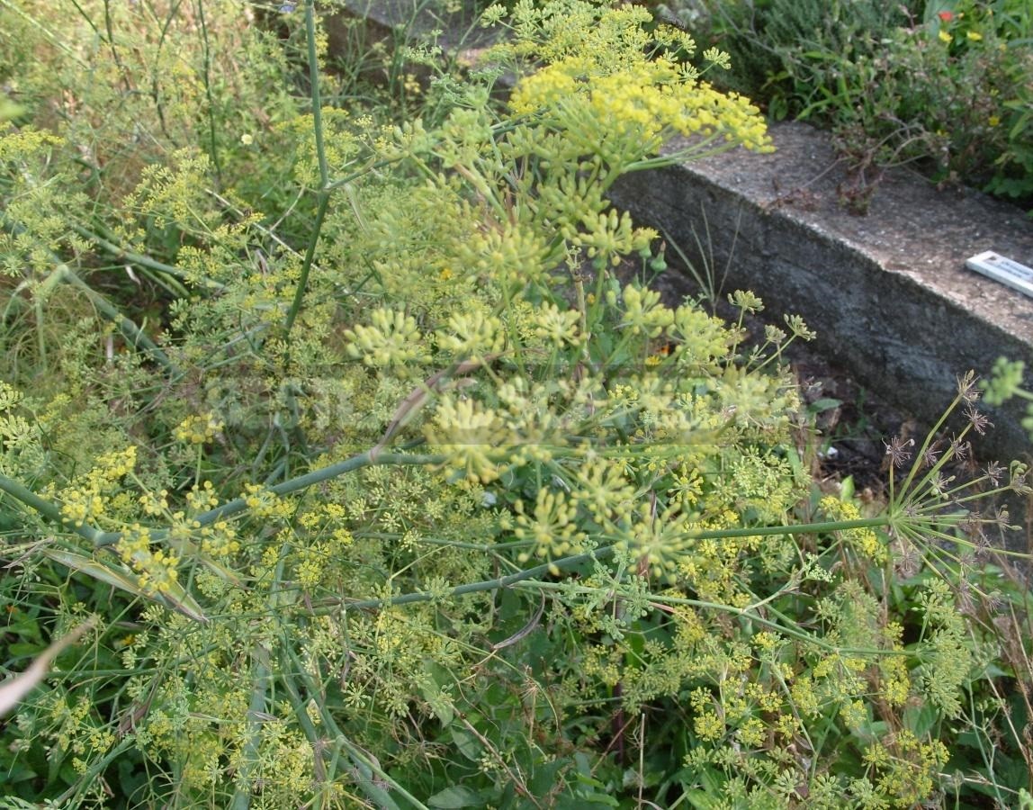 The Beneficial Properties of Fennel