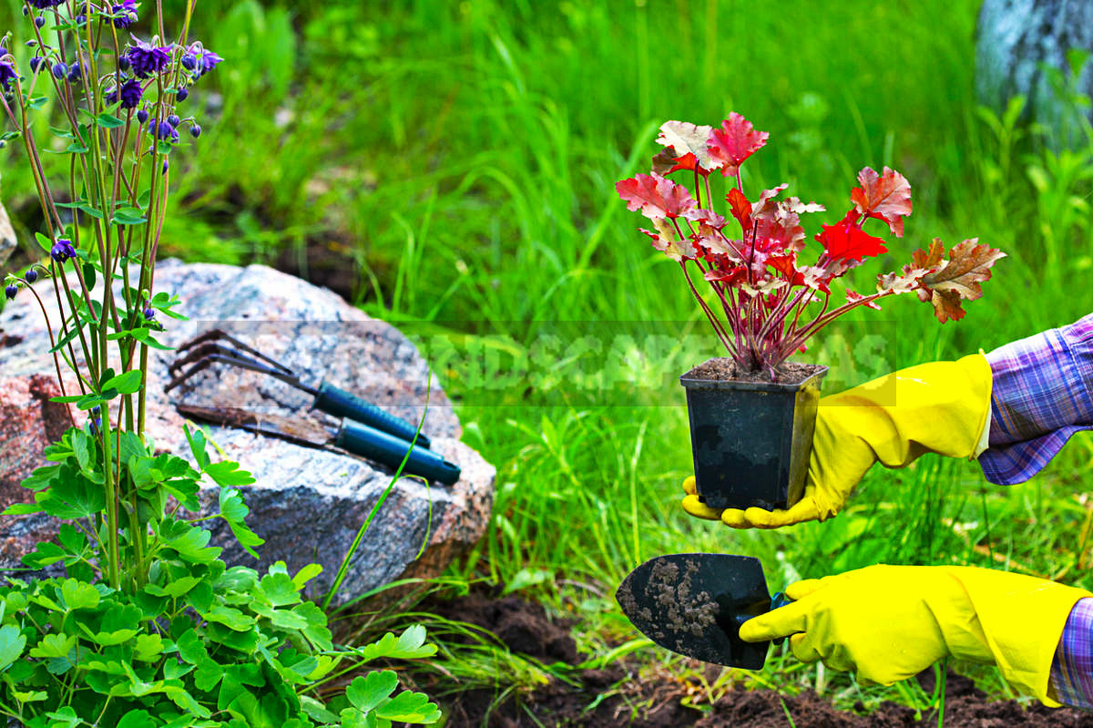 Flowers for Growing on Flower Beds