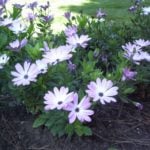 Brief Information on Osteospermum