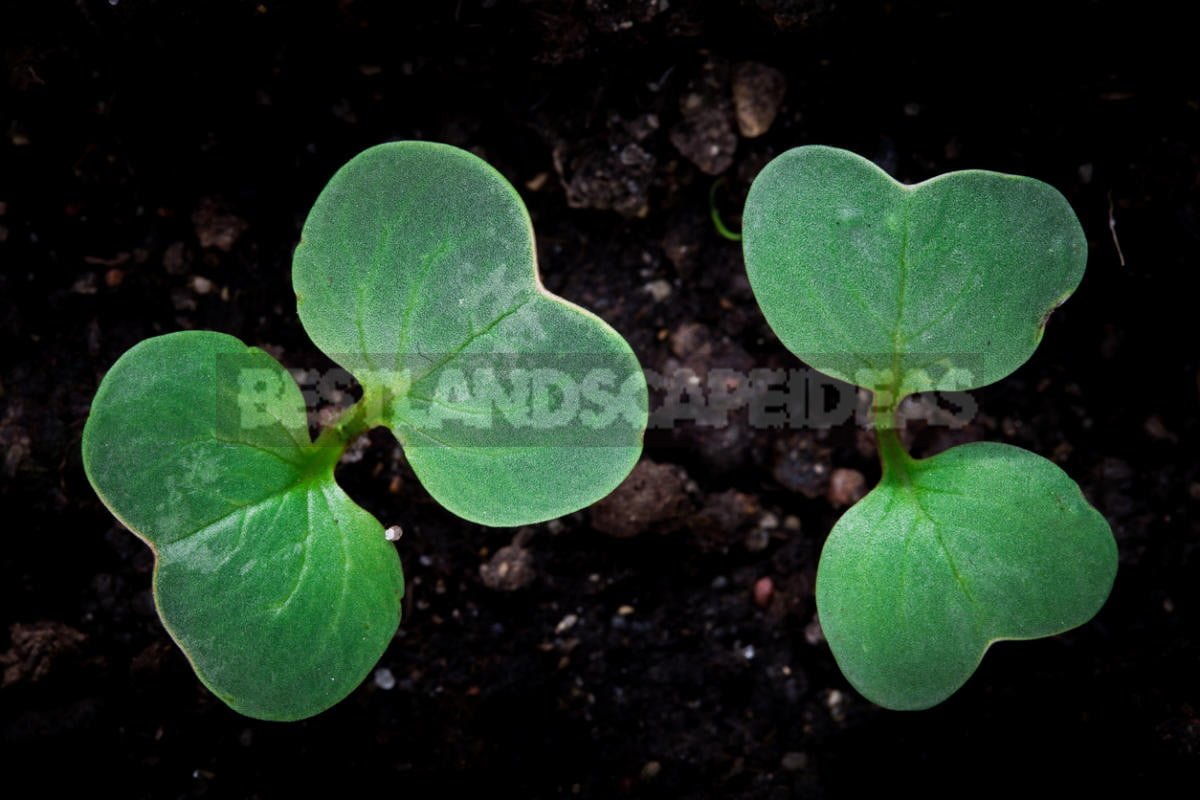 How To Plant And Care For Radishes