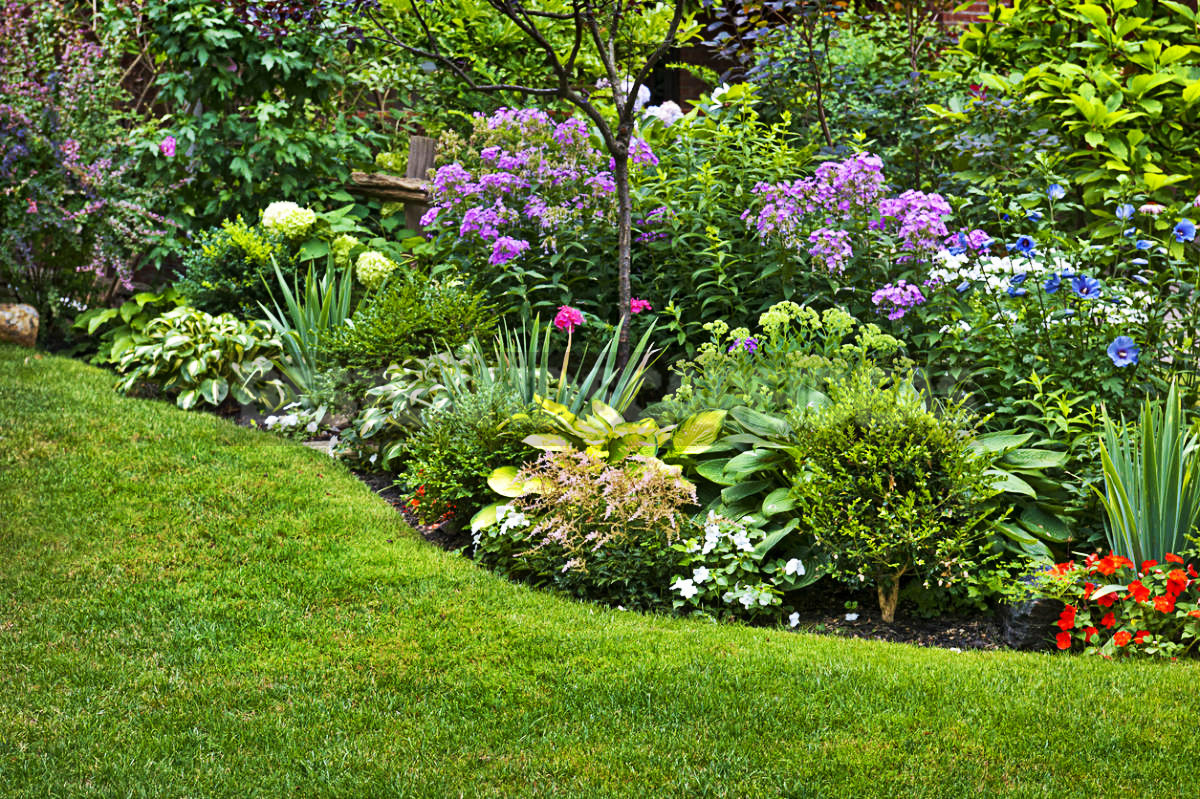 Flowers for Growing on Flower Beds