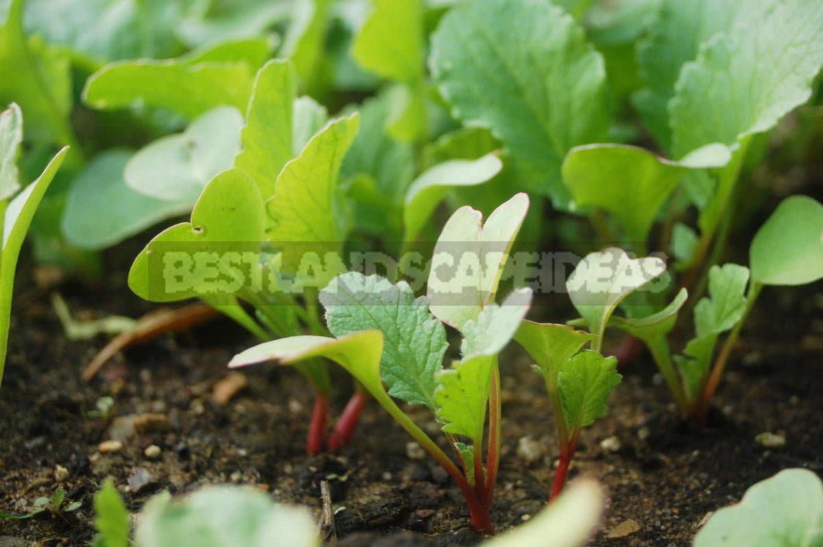 How To Plant And Care For Radishes