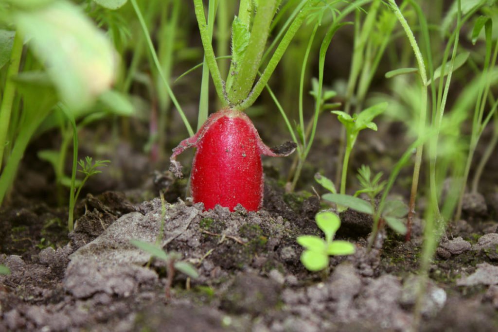 How To Plant And Care For Radishes Best Landscape Ideas