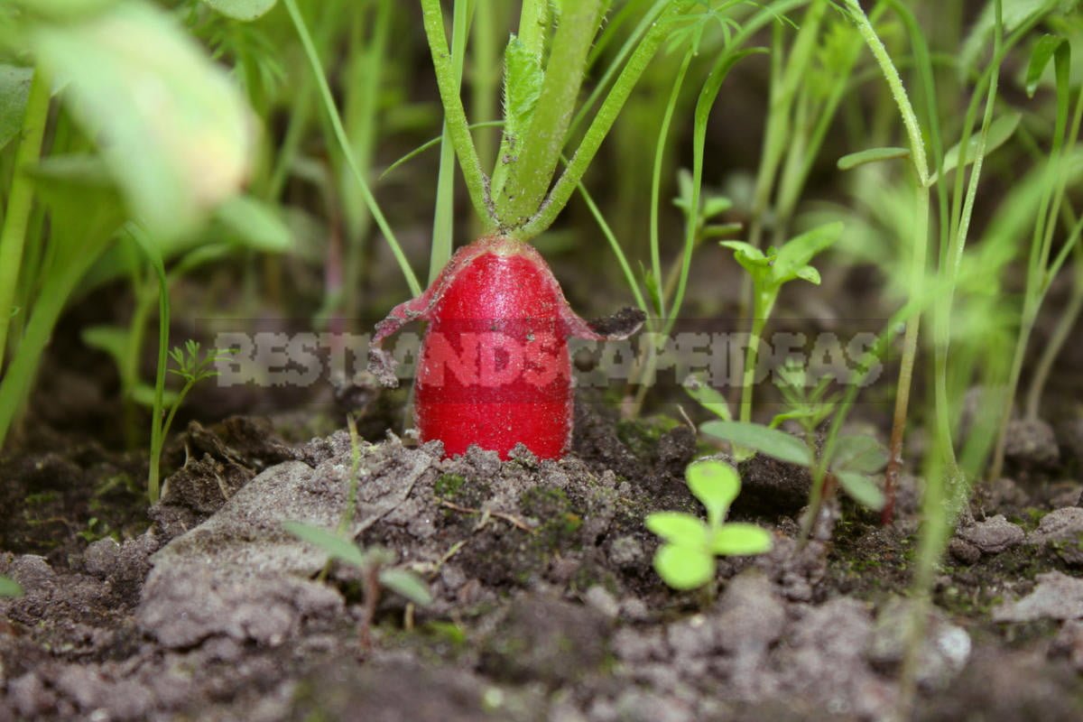 How To Plant And Care For Radishes