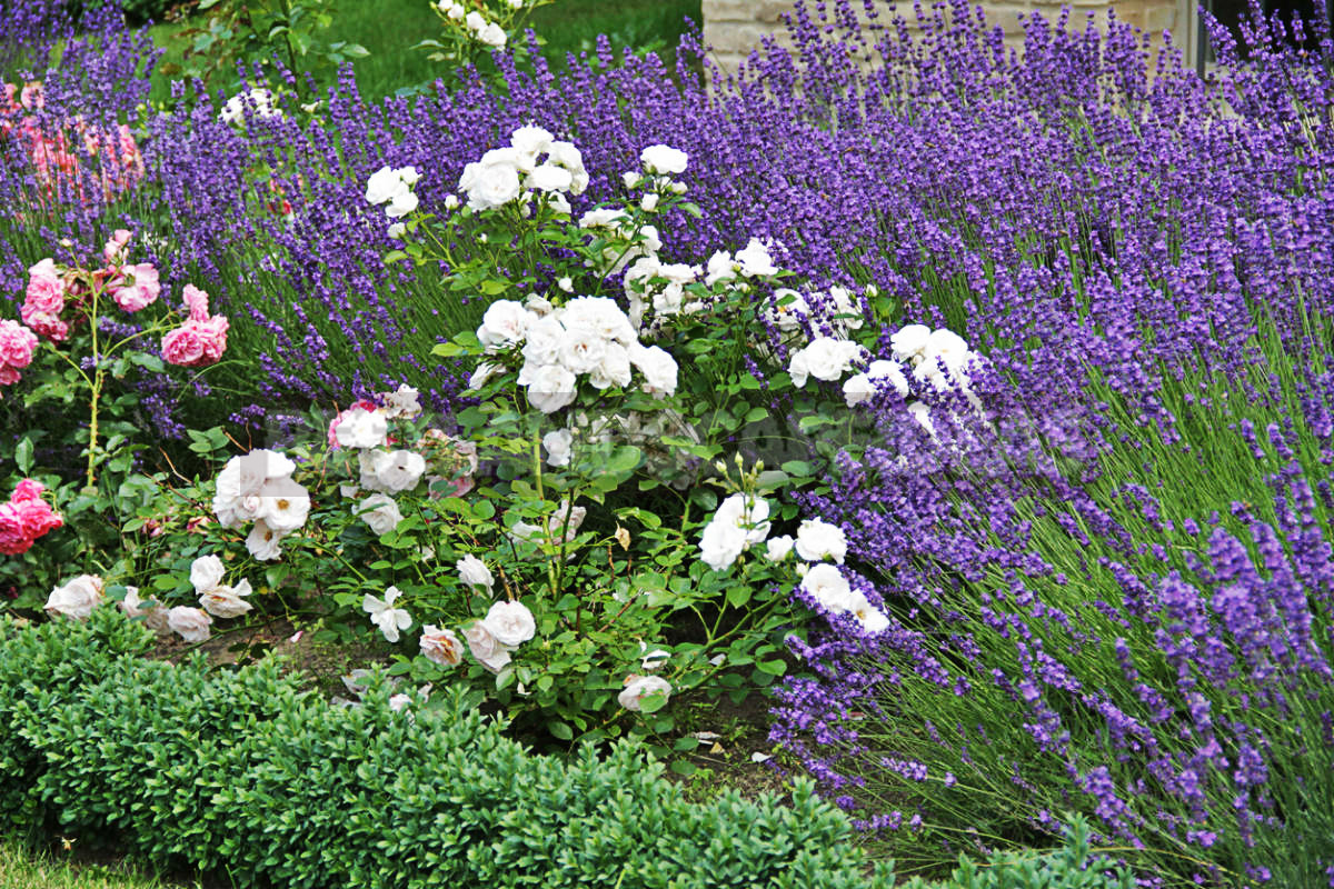 Flowers for Growing on Flower Beds