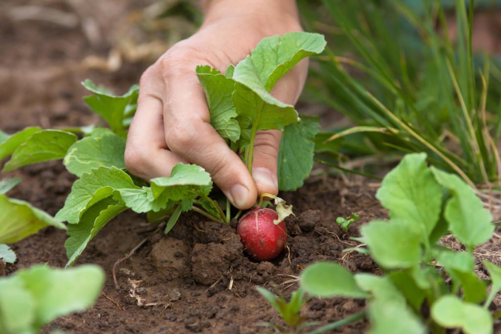 How To Plant And Care For Radishes Best Landscape Ideas