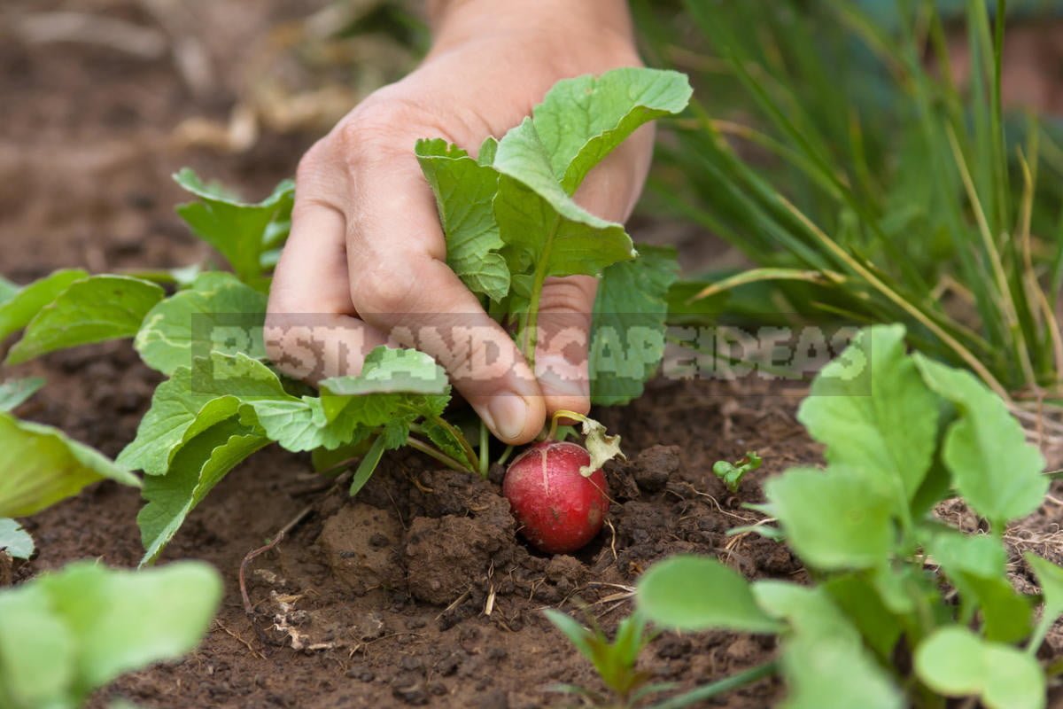 How To Plant And Care For Radishes