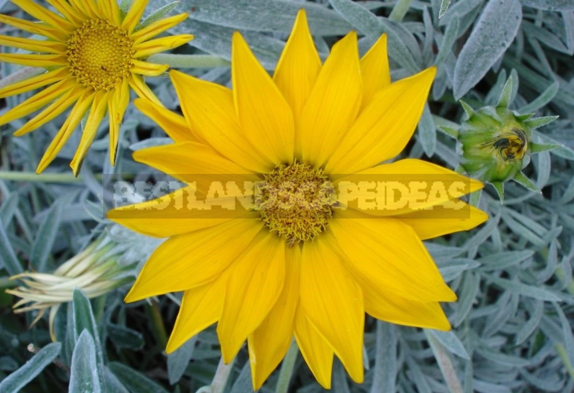 Long Flowering Gazania X Hybrida