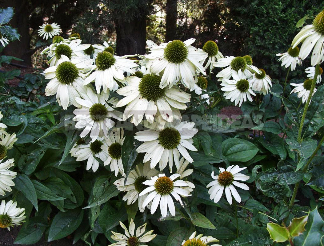 Echinacea Purpurea - Luxurious and Useful Plant