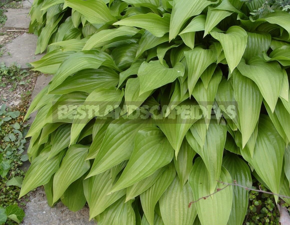 Flower Perennials for Shady Flower Garden