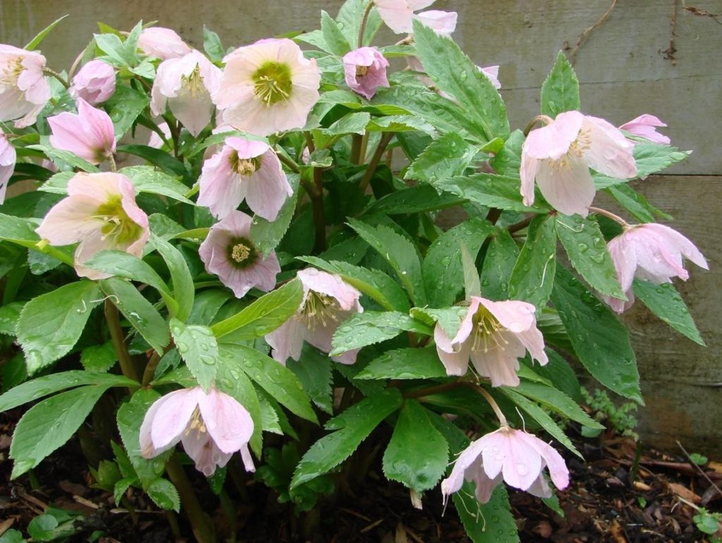 How To Plant And Care For Hellebore Best Landscape Ideas