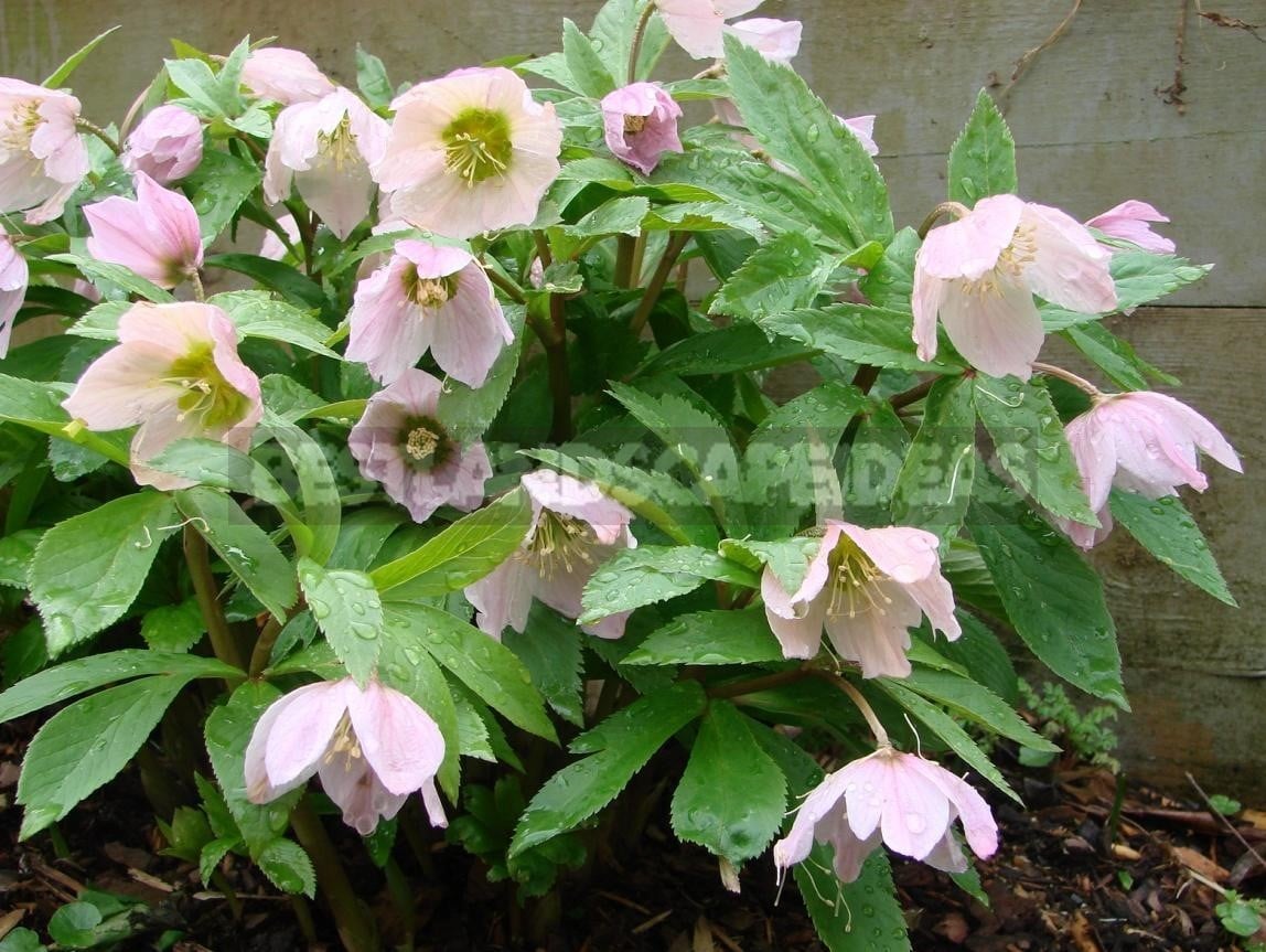 How To Plant And Care For Hellebore