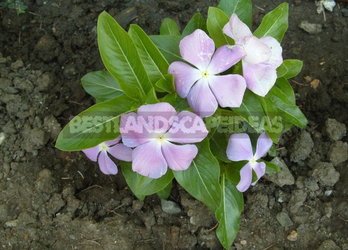 Vinca Rosea is an Evergreen Decoration for Your Garden