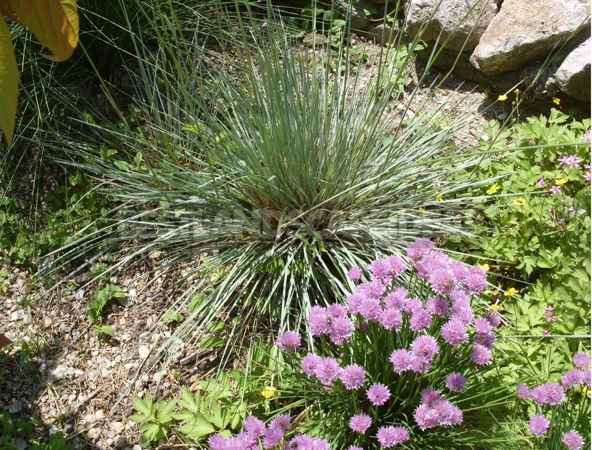 Allium Schoenoprasum and Its Advantages