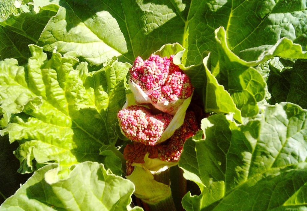 How To Plant And Care For Rheum