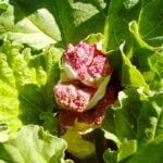 How To Plant And Care For Rheum