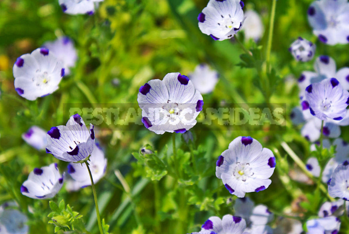 Flowers for Growing on Flower Beds