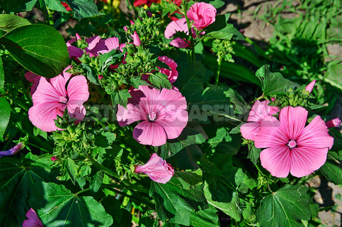 Flowers for Growing on Flower Beds