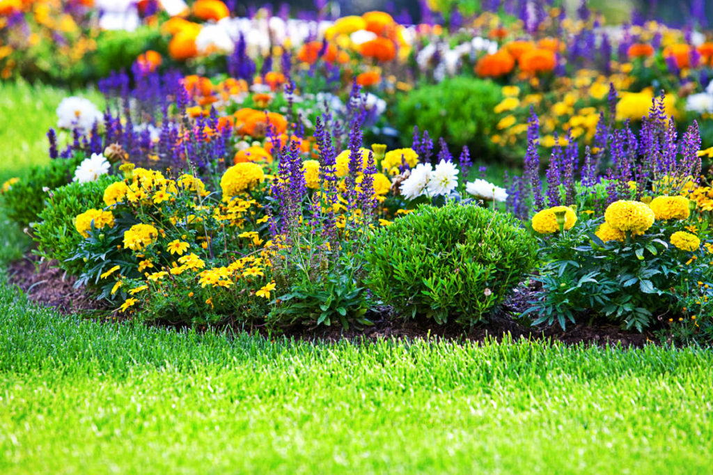 Flowers for Growing on Flower Beds - Best Landscape Ideas