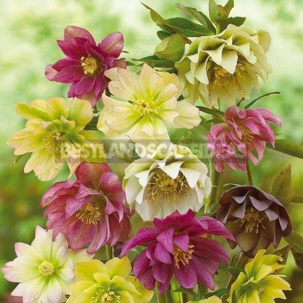 How To Plant And Care For Hellebore