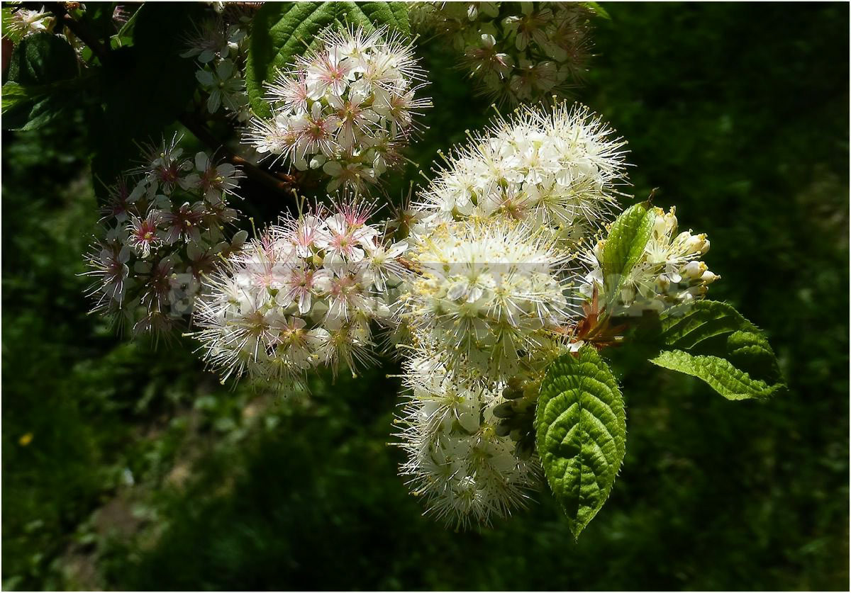 How To Plant And Care For Prunus Padus