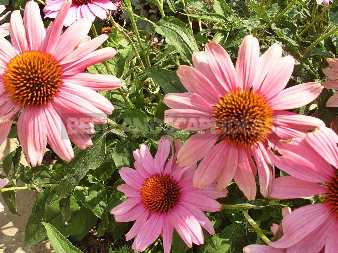 Echinacea Purpurea - Luxurious and Useful Plant